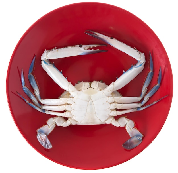 surowy krab na czerwonym talerzu odizolowywającym na białym tle.