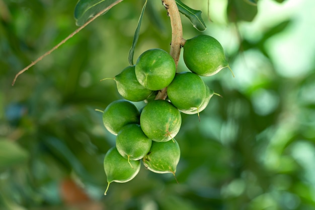 Zdjęcie surowy z macadamia integrifolia lub orzecha macadamia wiszące na roślinie