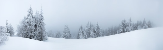 Surowy Zimowy Krajobraz Piękne Ośnieżone Jodły Stoją Na Mglistym Górzystym Terenie W Mroźny Zimowy Dzień.