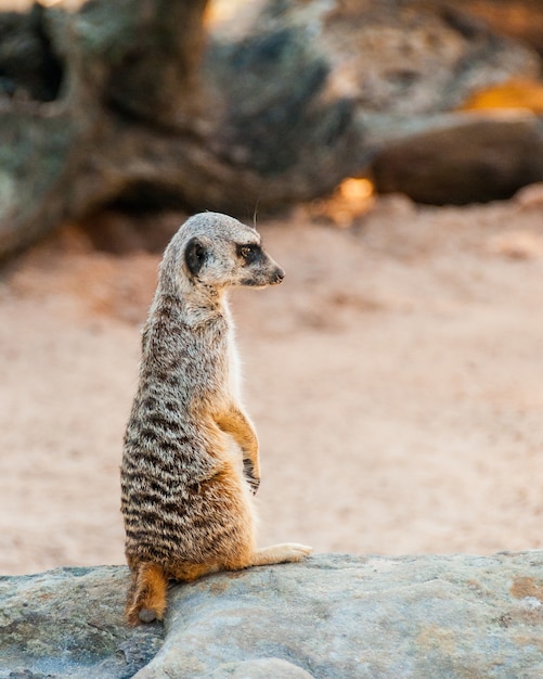 Surykatka Słodka Surikate Znaleziona W Zoo W Australii