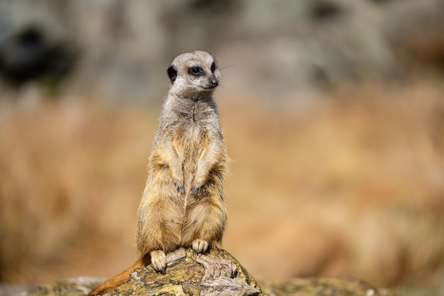 Surykatka, Suricata Suricatta Lub Suricate Jest Małym Drapieżnikiem W Rodzinie Mangusty. Jest To Jedyny Członek Rodzaju Suricata