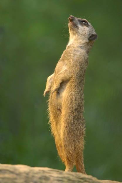 Surykatka Suricata suricatta