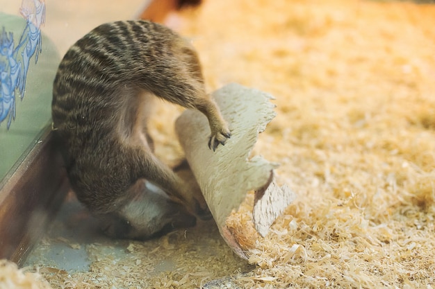 Surykatki w zoo. Suricate.