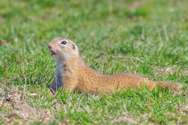 Suslik (spermophilus Citellus) Wiewiórka Pospolita W środowisku Naturalnym