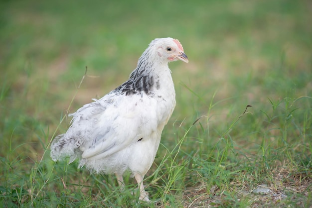 Sussex kura samica przydomowa farma kur