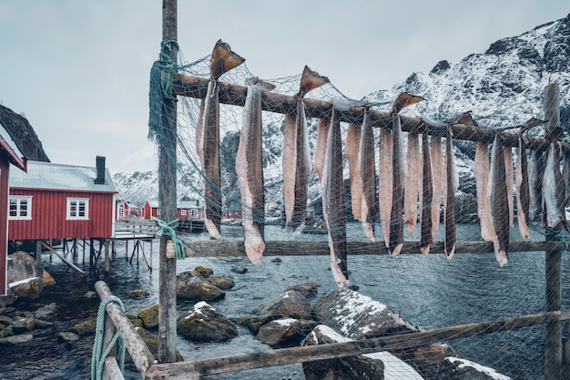 Zdjęcie suszenie dorsza sztokfisza w wiosce rybackiej nusfjord w norwegii