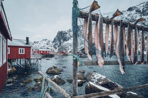 Zdjęcie suszenie dorsza w nusfjord autentyczna tradycyjna wioska rybacka z tradycyjnymi czerwonymi domami rorbu w zimie w norweskim fjordzie wyspy lofoten norwegia