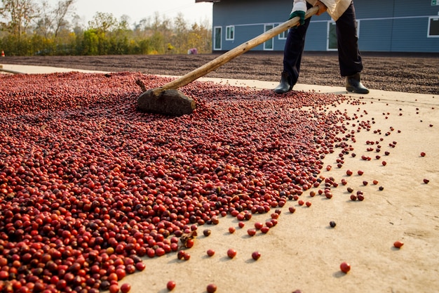 Suszenie ziaren kawy na słońcu na plantacjach w gospodarstwie