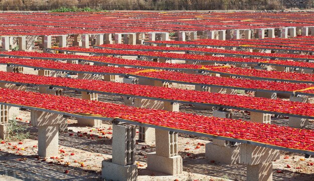 Suszone czerwone dojrzałe pomidory,