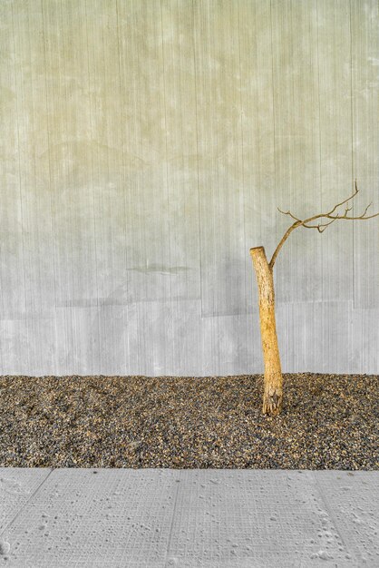suszone drzewo udekoruj betonową ścianą i skopiuj przestrzeń