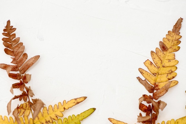 Suszone, pożółkłe jesienne liście paproci umieszczone na białym tle