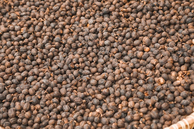 Suszone ziarna kawy Robusta Cherry z systemem suszenia słonecznego w szklarni Suszenie z naturalnym procesem