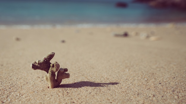 Suszony Koral Na Plaży