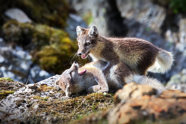 Svalbard Odkryty Skalista Skała Para Dwa