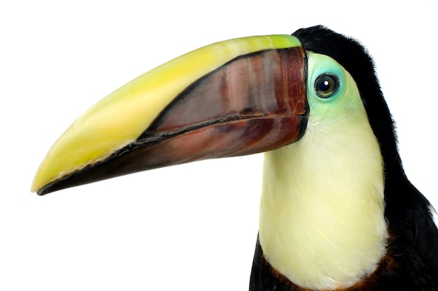 Zdjęcie swainson's toucan na białym tle
