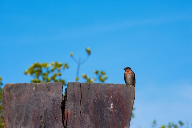 Zdjęcie swallow bird na niebieskim niebie.