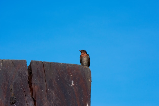 Zdjęcie swallow bird na niebieskim niebie.