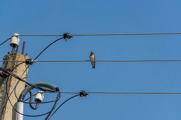 Swallow siedzi na drutu w pobliżu słupka elektrycznego na tle niebieskiego nieba