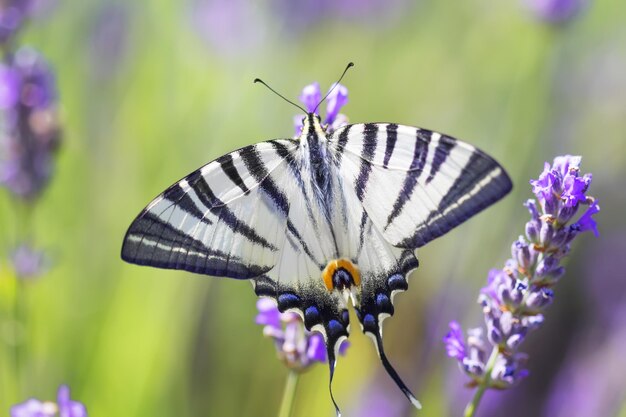 Swallowtail Butterfly