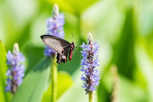 Swallowtail motyl na kwiecie ziela źdźbła