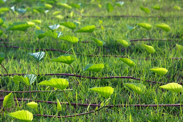 Swamp Morning Glory, Ipomoea aquatica Forsk, Na trawie.