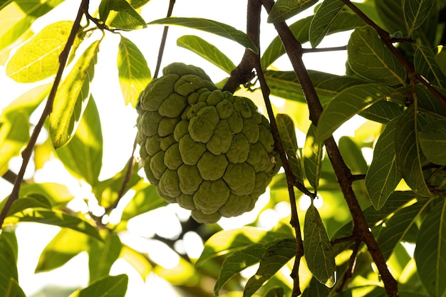 Sweetsop zielony owoc