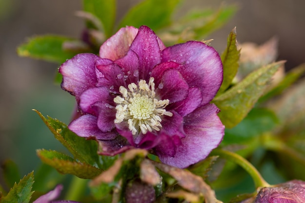 Świąteczna róża lub ciemiernik wiosenne kwiaty, które układają się w półcieniu Hellebores Double Crown Róża kwitną późną zimą do wczesnej wiosny