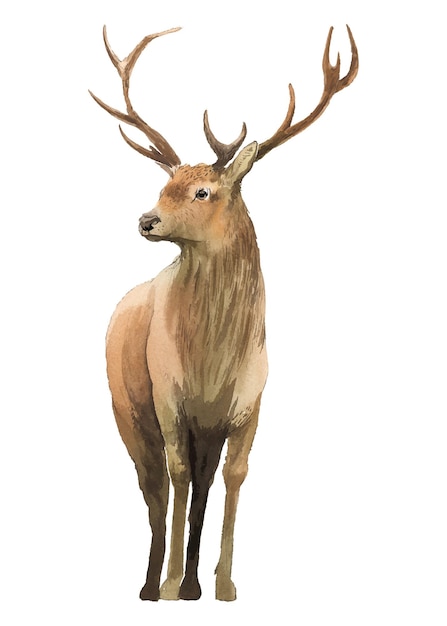 Świąteczne renifery png clipart akwarel zwierzęca ilustracja na przezroczystym tle
