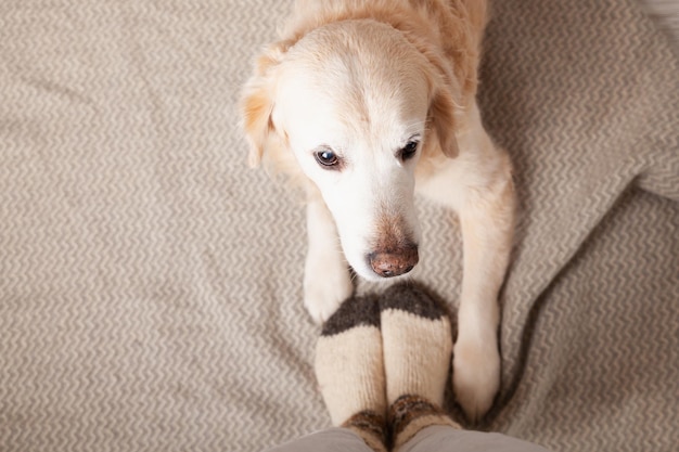 Świąteczne skarpetki na nogach i uroczy pies rasy golden retriever na dywanie