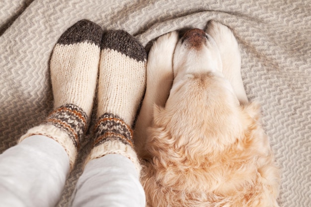 Świąteczne skarpetki na nogach i uroczy pies rasy golden retriever na dywanie