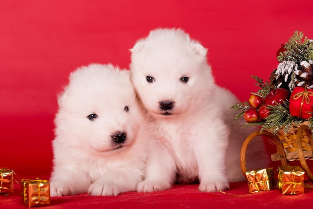 Zdjęcie Świąteczne szczenięta samoyed szczenięcia psy na boże narodzenie czerwone tło wesołych świąt