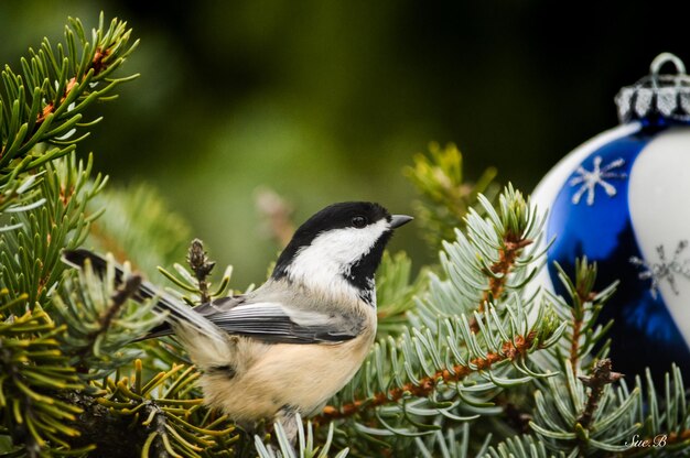 Świąteczny chickadee