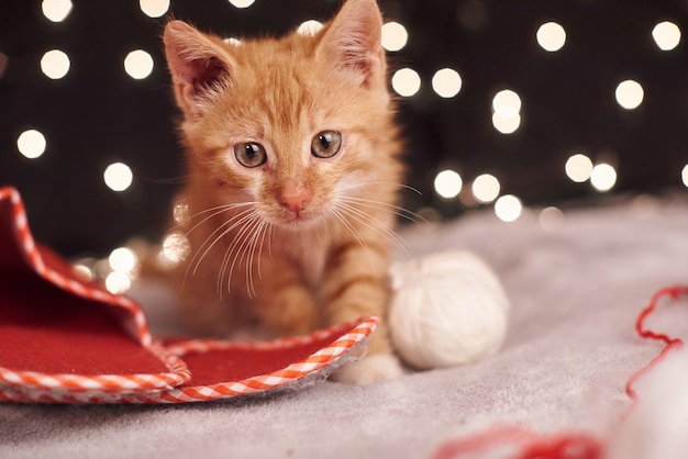 Świąteczny obrazek z ślicznym imbirowym kotem kolorowych świateł na tle
