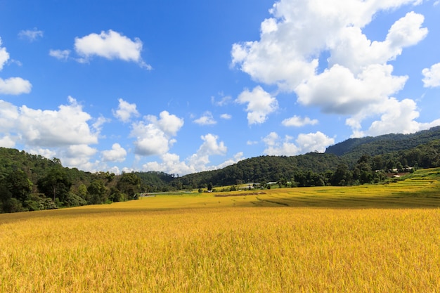 Światło słoneczne dzień przy zieleń Rice Tarasowatym polem w Mae Klang Luang, Mae Chaem, Chiang Mai, Tajlandia