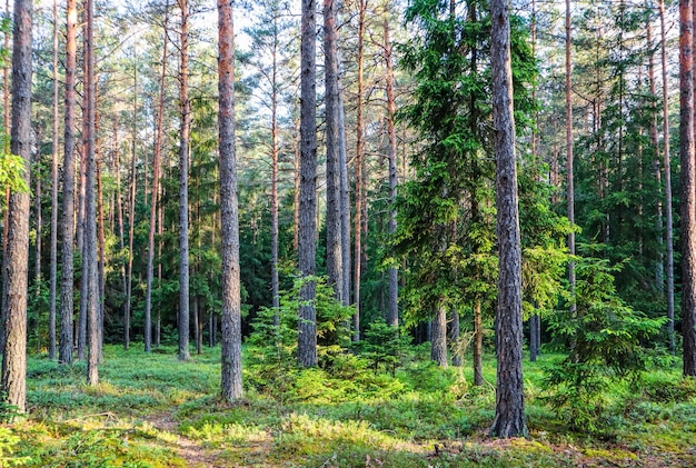 Światło słoneczne na drzewach w lesie sosnowym o zachodzie słońca Letni krajobraz przyrody