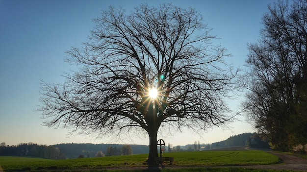 Zdjęcie Światło słoneczne przepływające przez drzewa na polu na tle nieba