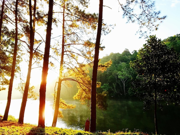 Zdjęcie Światło słoneczne przepływające przez drzewa w lesie na tle nieba