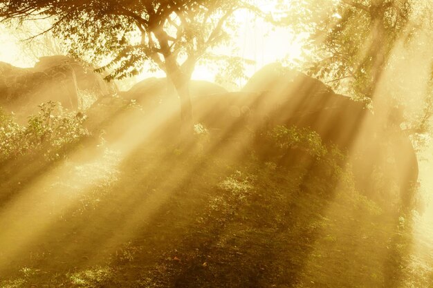 Zdjęcie Światło słoneczne przepływające przez drzewa w lesie