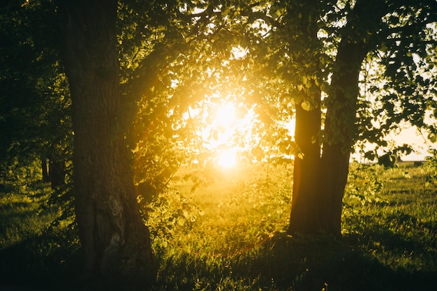 Zdjęcie Światło słoneczne przepływające przez drzewa w lesie