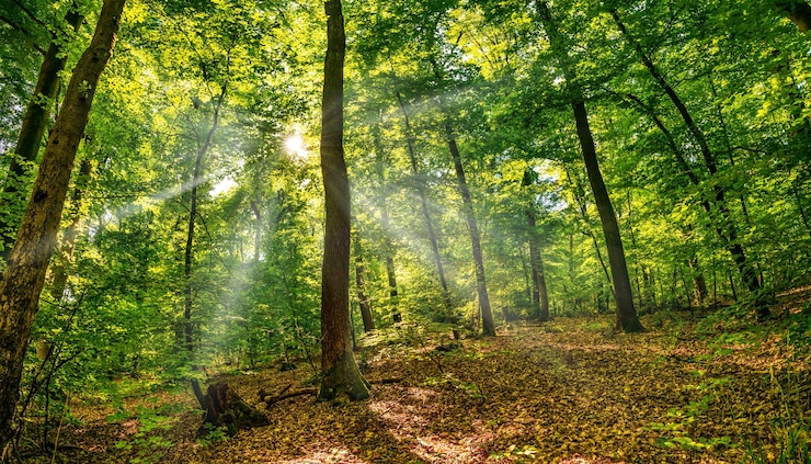 Zdjęcie światło słoneczne przepływające przez drzewa w lesie