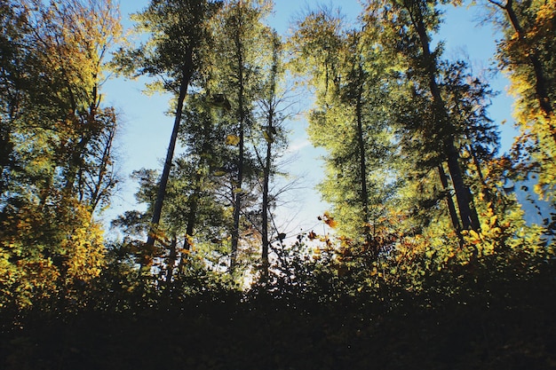Zdjęcie Światło słoneczne w lesie