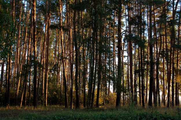 Światło słoneczne w sosnowym lesie wczesnym wrześniowym rankiem Region Riazań Rosja