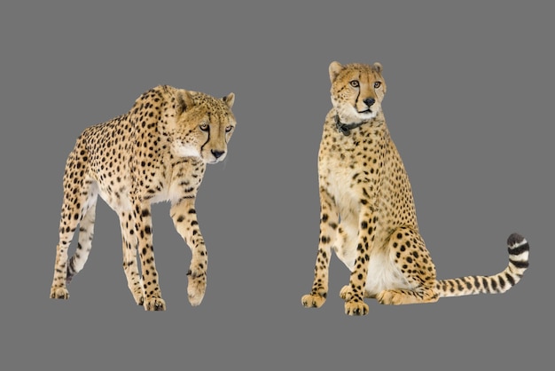 Światowy dzień zwierząt tygrysi gepard Acinonyx Jubatus na szarym przezroczystym tle 2