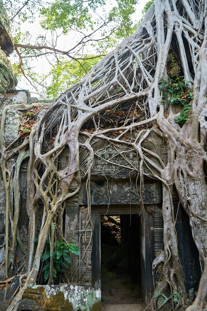 Świątynia Angkor Wat I Drzewa