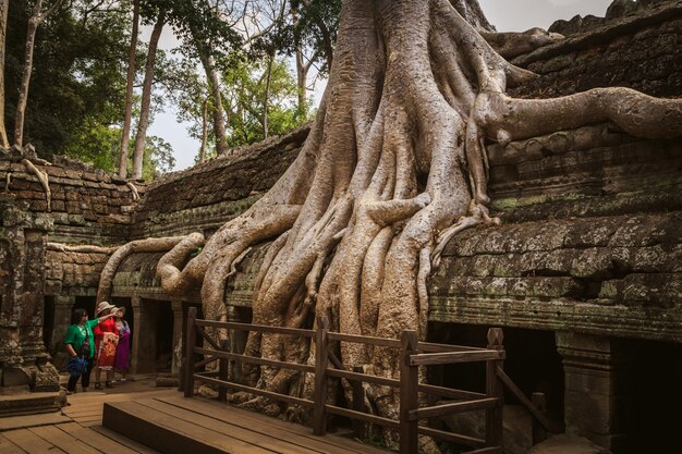 Świątynia Ta Prohm - Symbioza Korzeni I Kamieni.