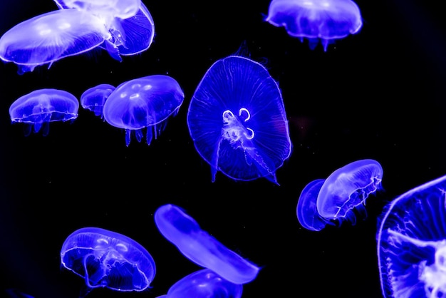 Zdjęcie Świecące meduzy pływające w wodzie na czarnym tle piekąca dzika przyroda morze ocean ciemne świecące toksyczne i podwodne pojęcie