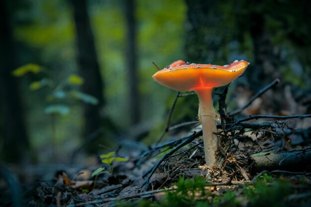 Zdjęcie Świecący muchomor grzyb