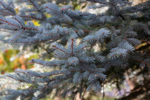 Świerk niebieskie tło Drzewo iglaste Natura Boże Narodzenie Nowy Rok koncepcja sezonowa