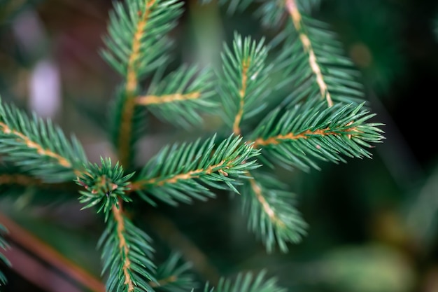 Świerk Oddział Zbliżenie Tekstury świerku Makro Strzał