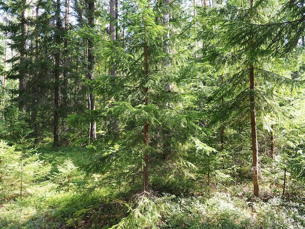 Świerk Picea rodzaj wiecznie zielonych drzew iglastych z rodziny sosnowatych pinaceae